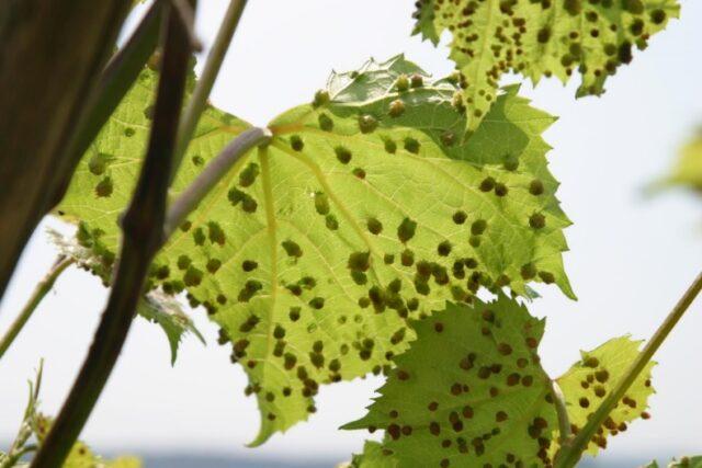 Spraying grapes with Bordeaux mixture: autumn, spring, summer