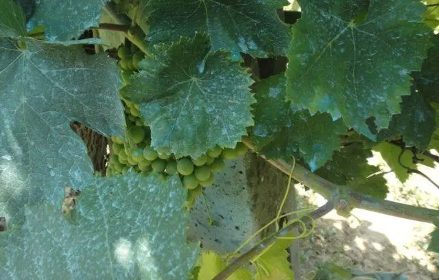 Spraying grapes with Bordeaux mixture: autumn, spring, summer