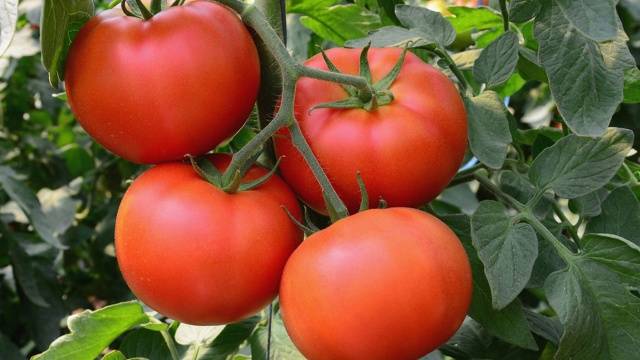 Spraying tomatoes for the ovary