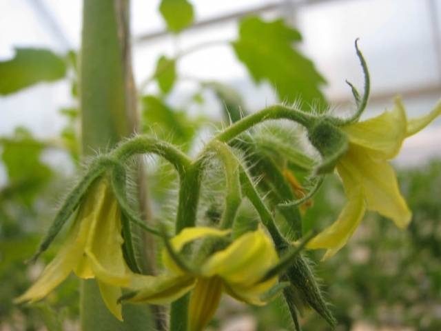 Spraying tomatoes for the ovary