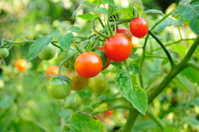 Spraying tomatoes for the ovary