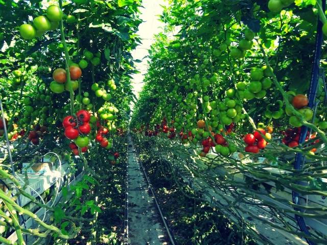 Spraying tomatoes for the ovary