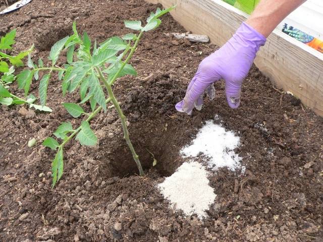 Spraying tomatoes for the ovary