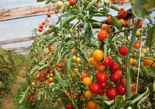 Spraying tomatoes in the greenhouse