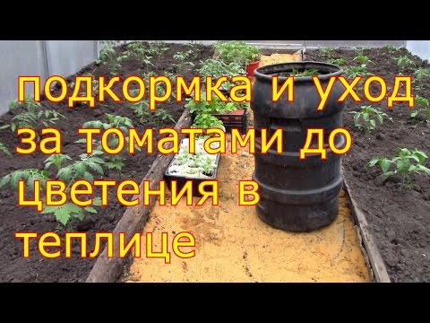 Spraying tomatoes in the greenhouse