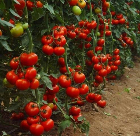 Spraying tomatoes in the greenhouse