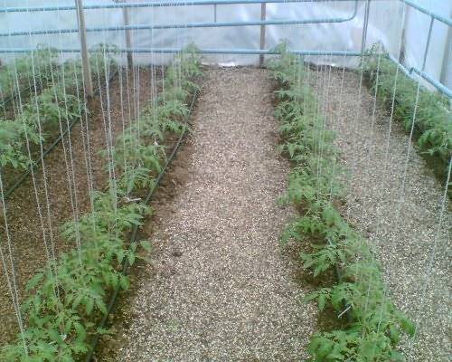 Spraying tomatoes in the greenhouse