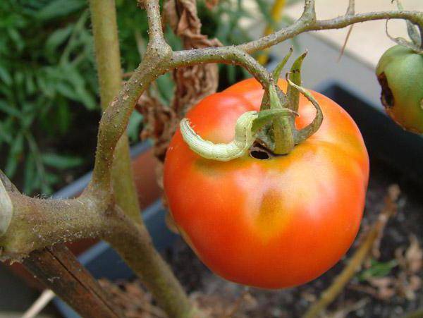 Spraying tomatoes in the greenhouse