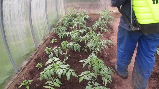 Spraying tomatoes in the greenhouse