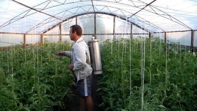 Spraying tomatoes in the greenhouse