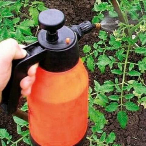 Spraying tomatoes in the greenhouse