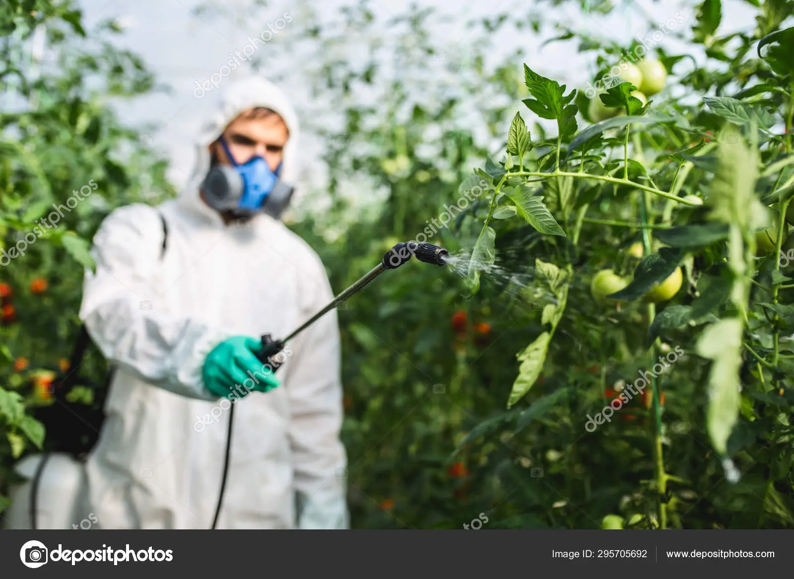 Spraying tomatoes in the greenhouse