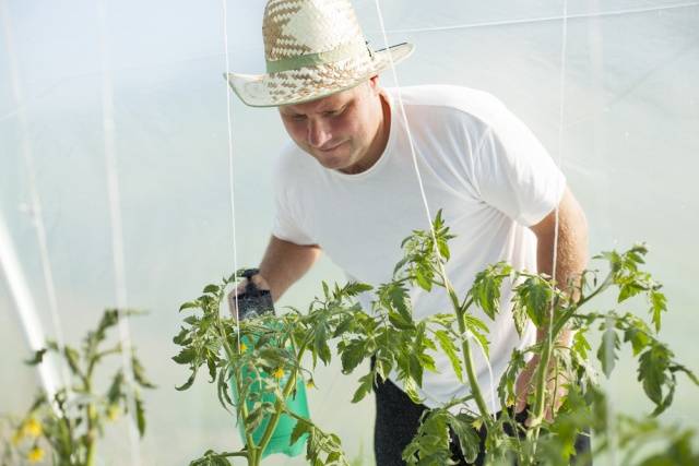 Spraying tomatoes with boric acid for the ovary