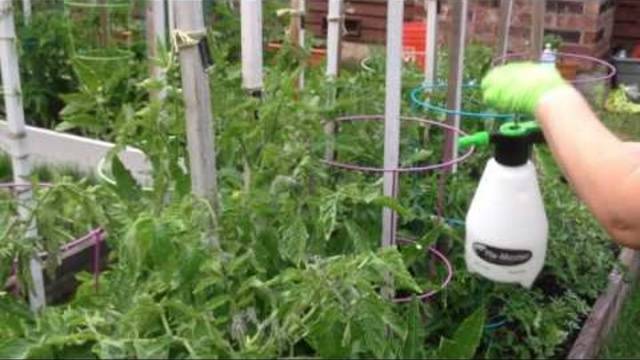 Spraying tomatoes with boric acid for the ovary