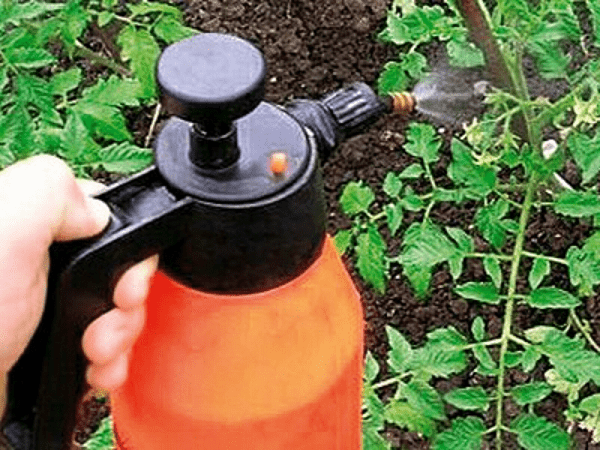 Spraying tomatoes with boric acid for the ovary