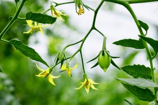 Spraying tomatoes with boric acid for the ovary