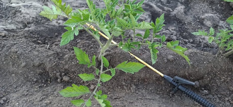 Spraying tomatoes with boric acid for the ovary