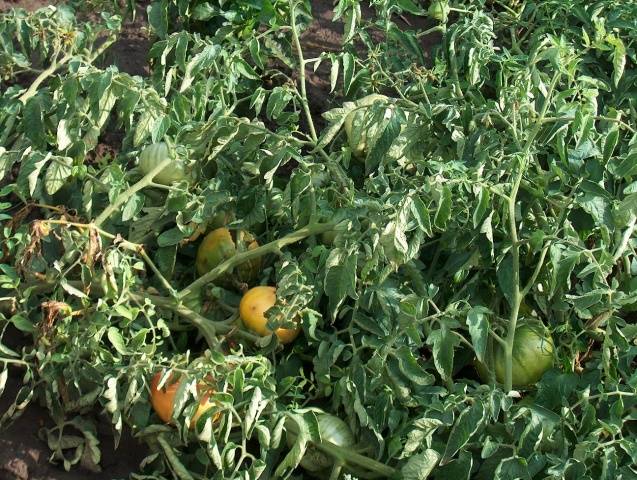 Spraying tomatoes with hydrogen peroxide 