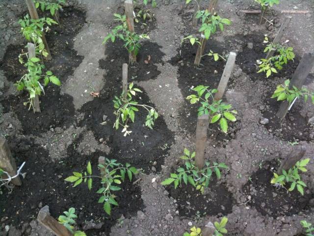 Spraying tomatoes with hydrogen peroxide 