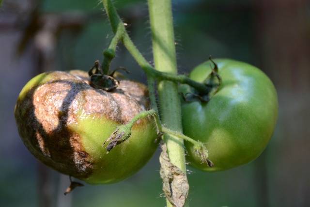 Spraying tomatoes with hydrogen peroxide 