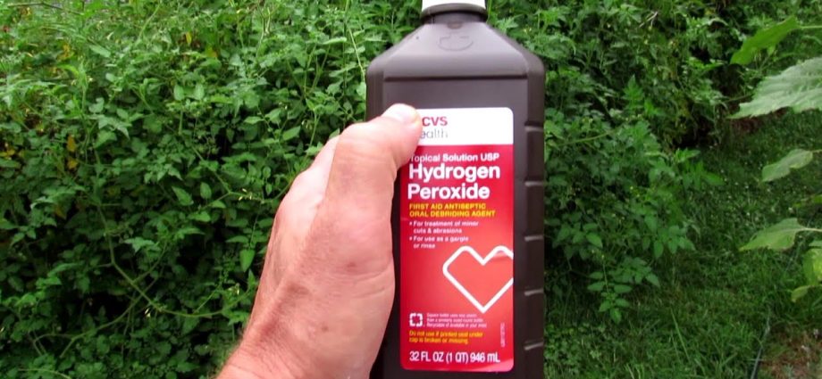 Spraying tomatoes with hydrogen peroxide 