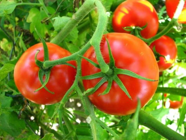 Spraying tomatoes with iodine serum 