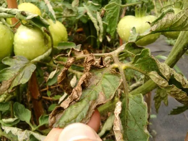 Spraying tomatoes with iodine serum 