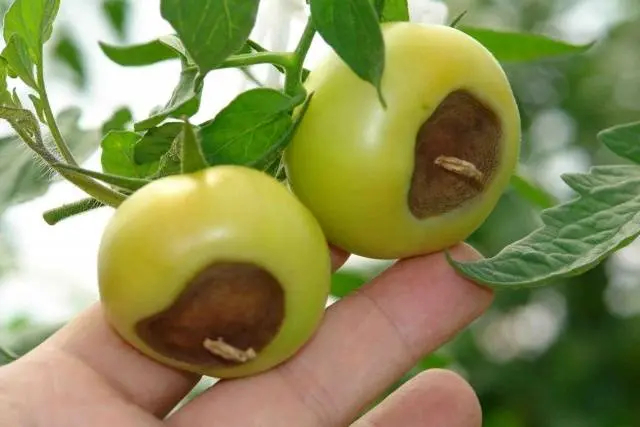 Spraying tomatoes with iodine serum 