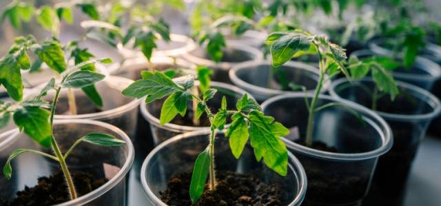 Spraying tomatoes with iodine serum 