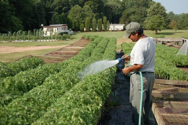 Spraying tomatoes with iodine serum 