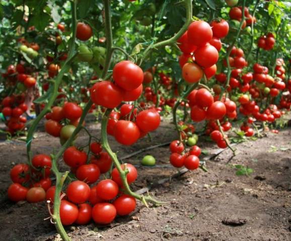 Spraying tomatoes with iodine serum 