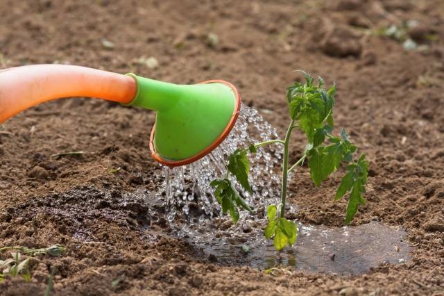 Spraying tomatoes with iodine serum 