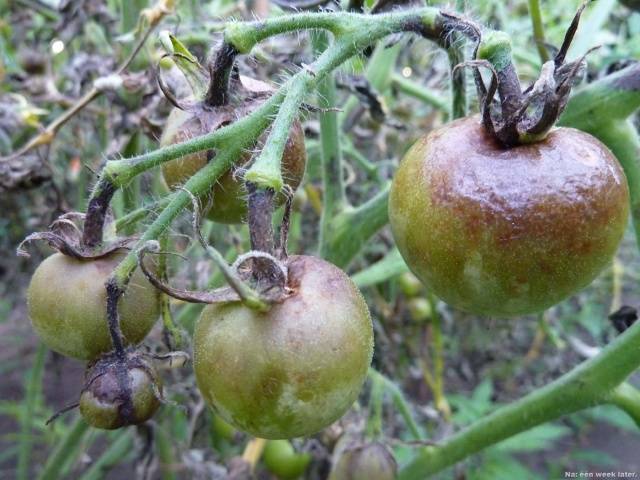 Spraying tomatoes with iodine serum 