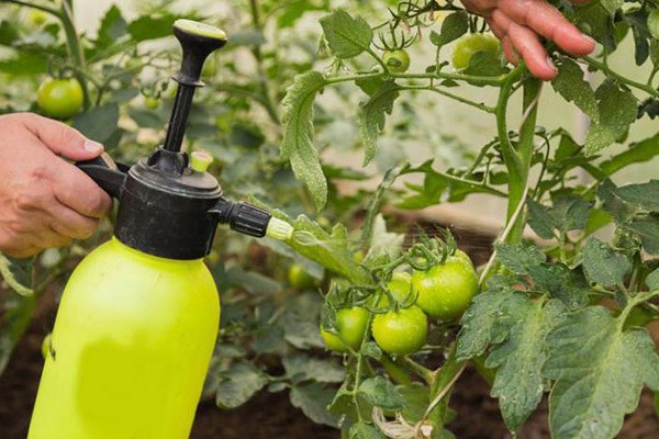 Spraying tomatoes with iodine serum 