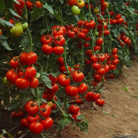 Spraying tomatoes with potassium permanganate 