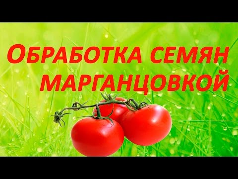 Spraying tomatoes with potassium permanganate 