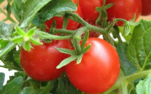 Spraying tomatoes with Trichopolum (metronidazole) 