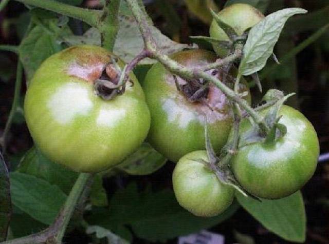 Spraying tomatoes with Trichopolum (metronidazole) 