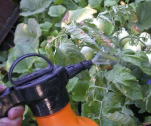 Spraying tomatoes with Trichopolum (metronidazole) 