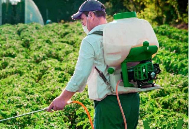 Spraying tomatoes with Trichopolum (metronidazole) 