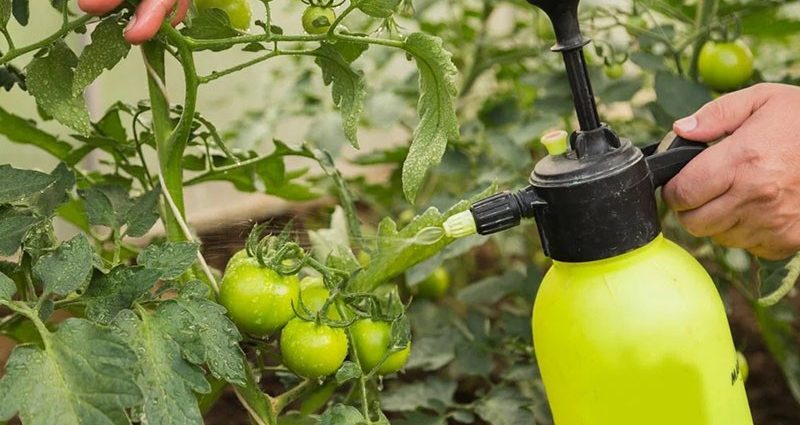 Spraying tomatoes with Trichopolum (metronidazole) 