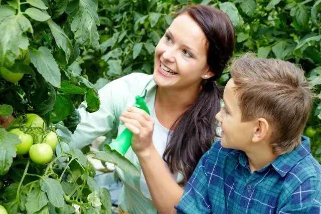 Spraying tomatoes with urea, superphosphate, athlete, garlic infusion