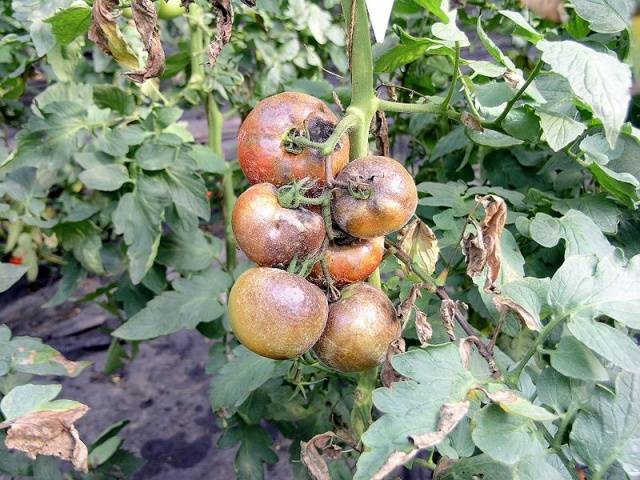 Spraying tomatoes with urea, superphosphate, athlete, garlic infusion