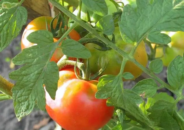 Spraying tomatoes with urea, superphosphate, athlete, garlic infusion