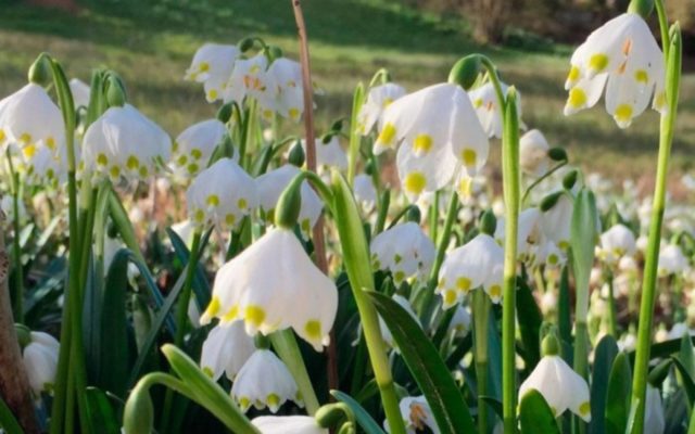 Spring belotsvetnik: photo and description