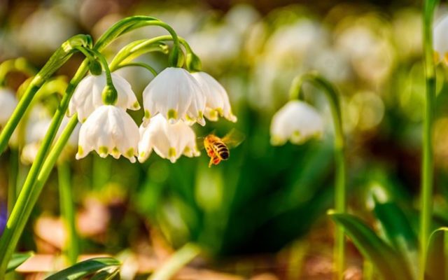 Spring belotsvetnik: photo and description