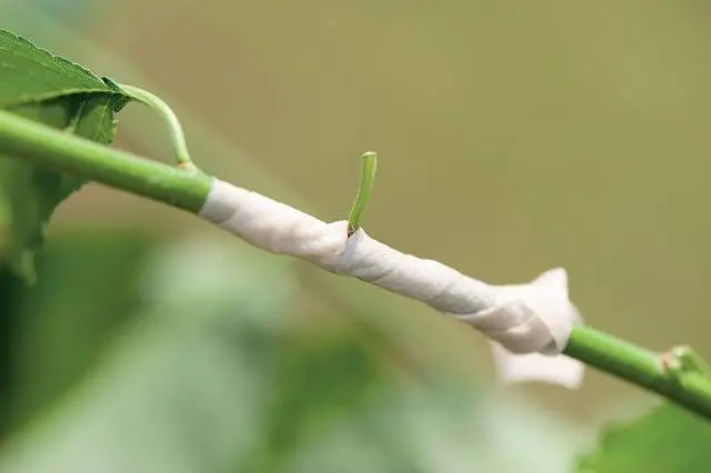 Spring budding of fruit trees