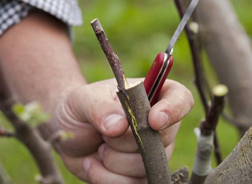 Spring budding of fruit trees