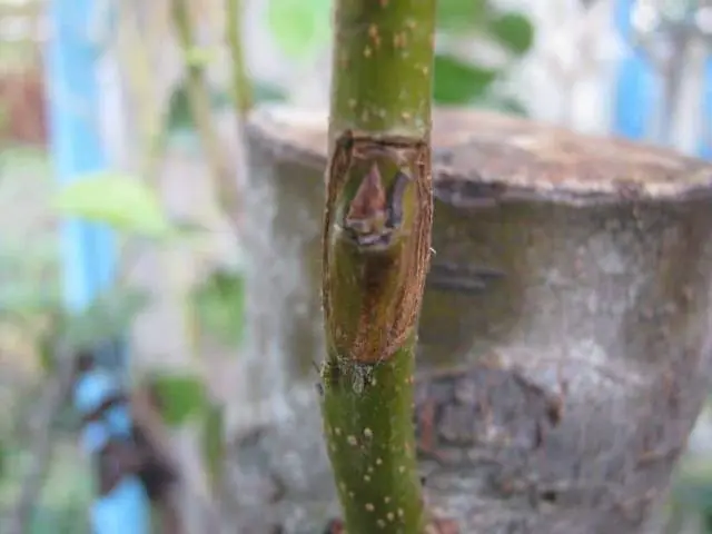 Spring budding of fruit trees