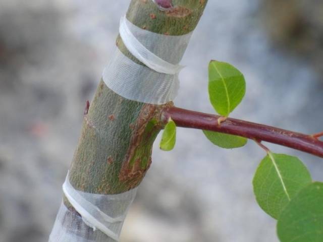 Spring budding of fruit trees